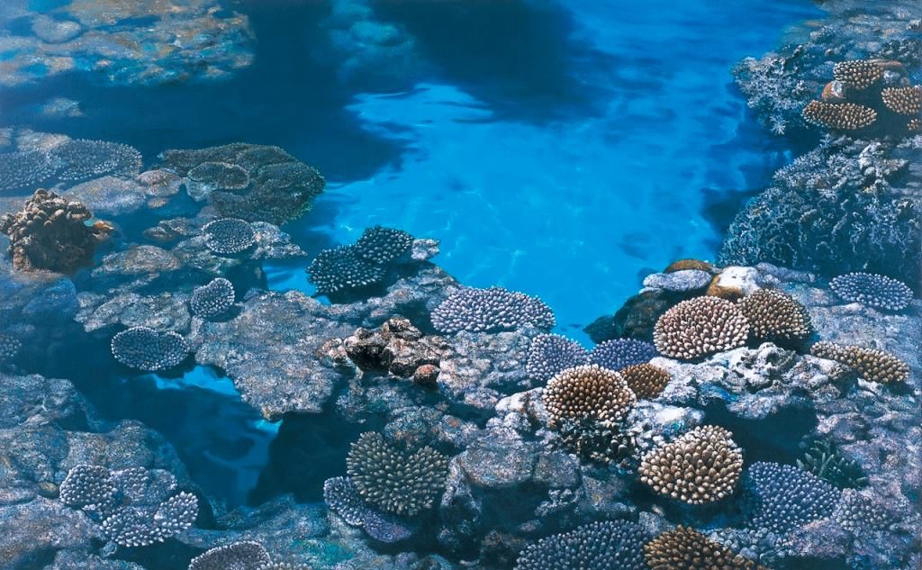 橋本直行　珊瑚礁